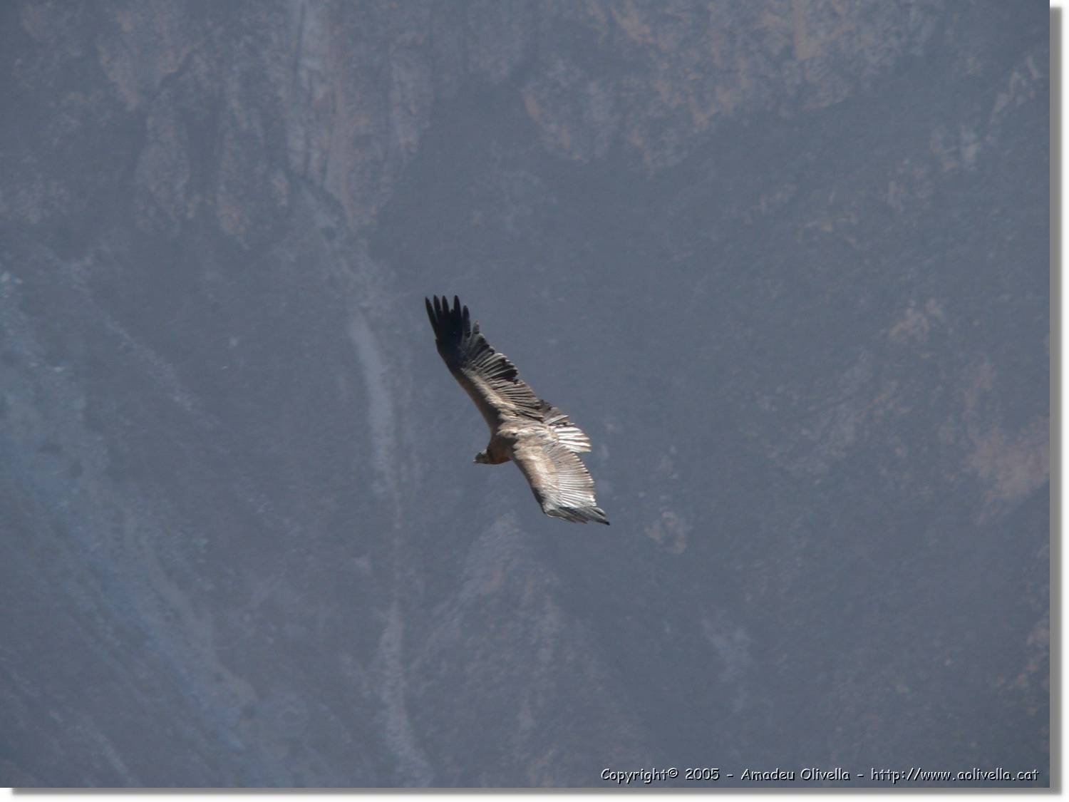 Colca_096.jpg