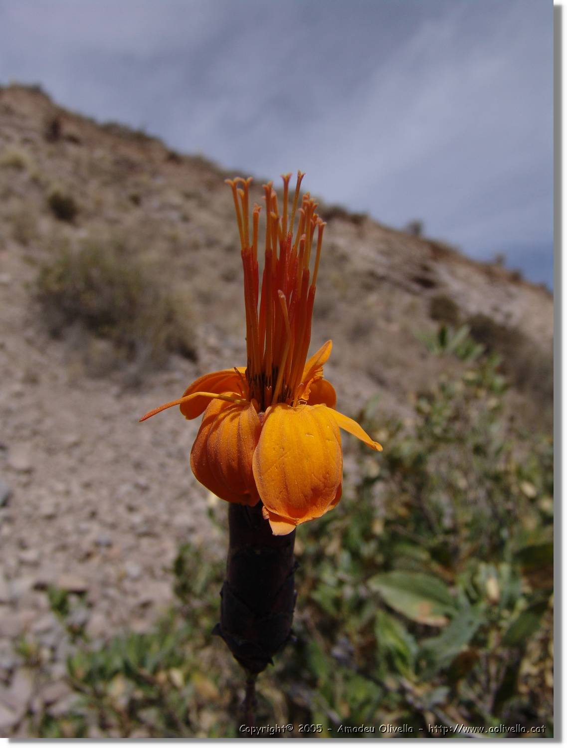 Colca_124.jpg