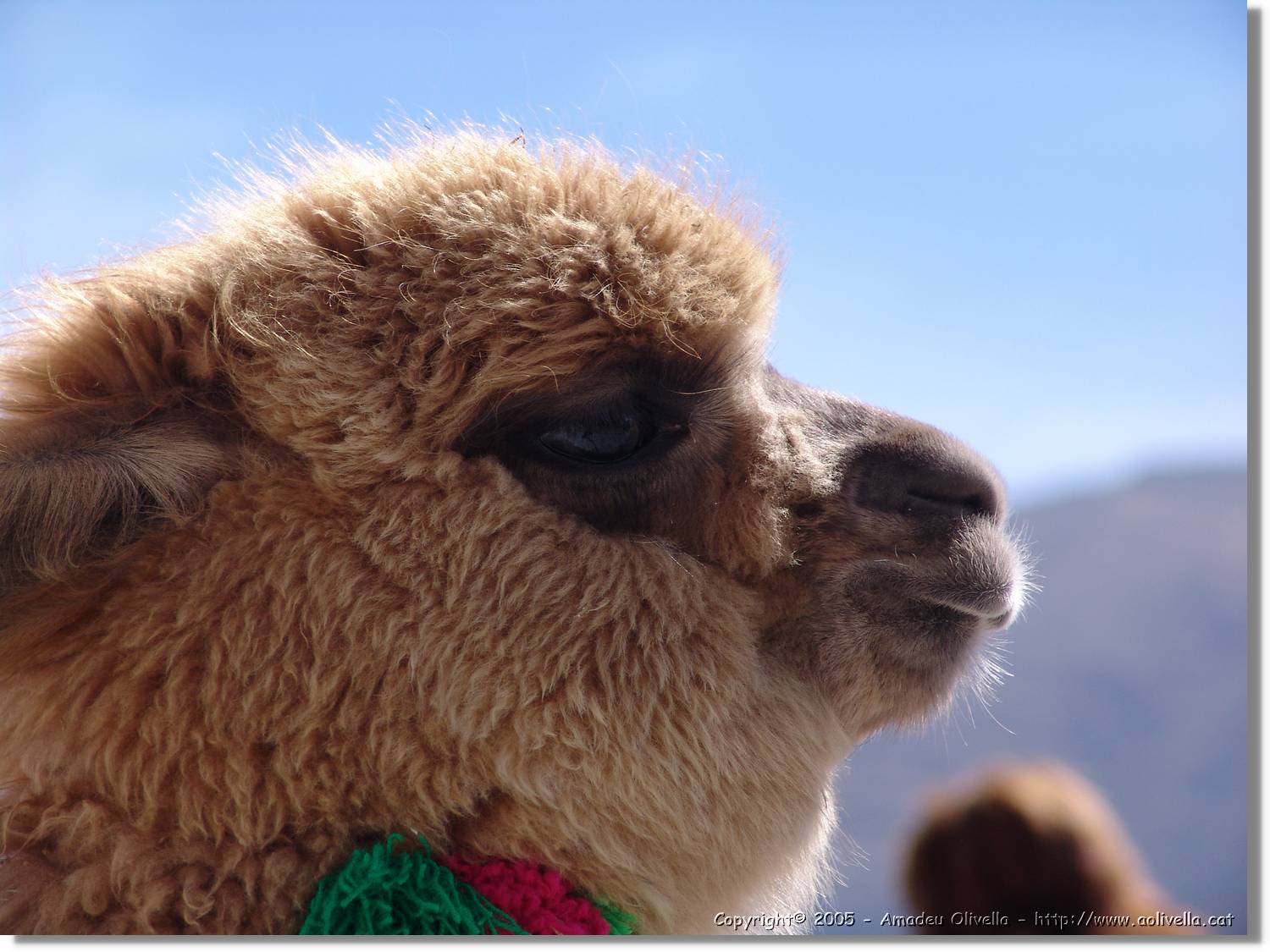 Colca_128.jpg