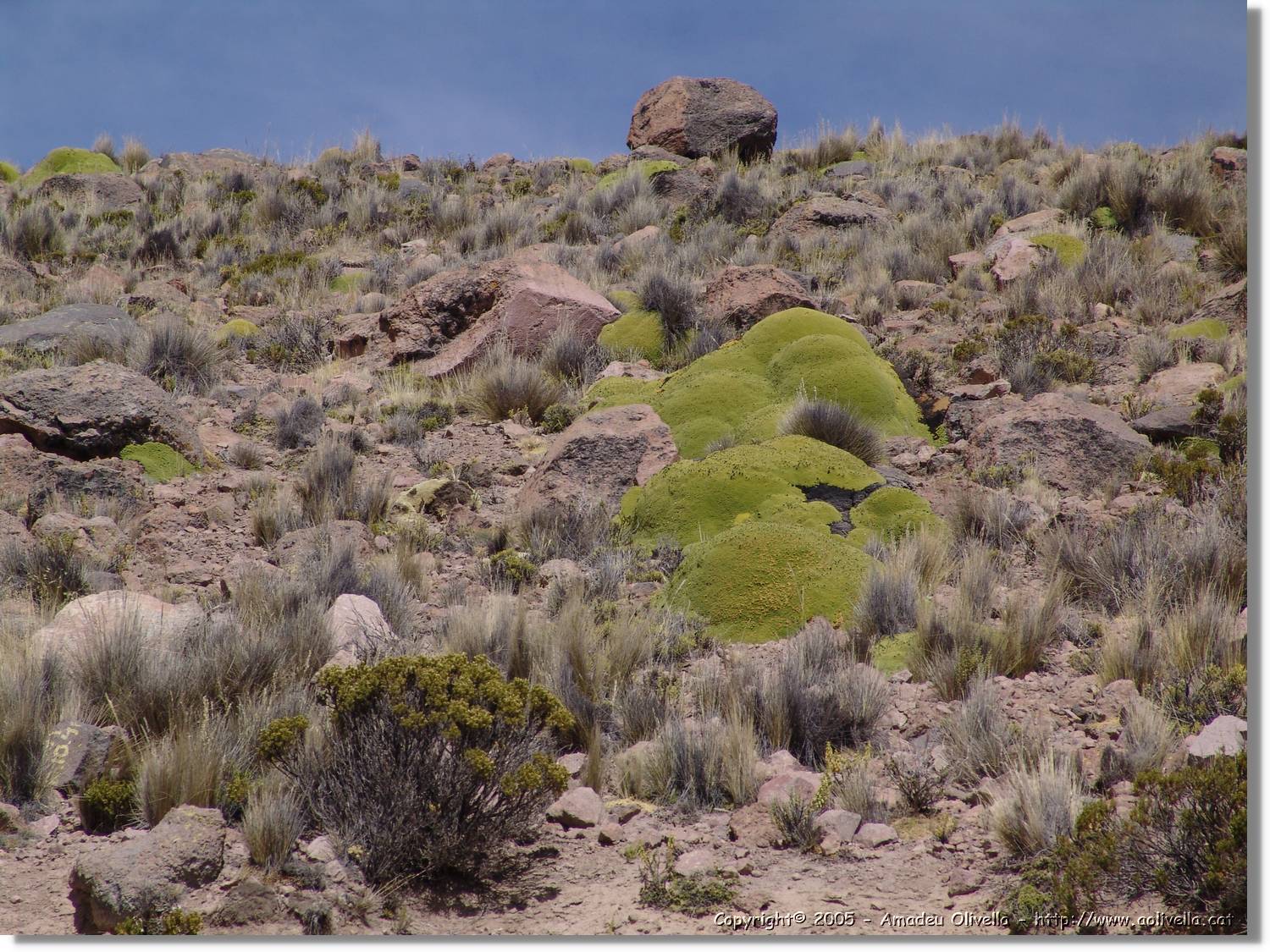 Colca_149.jpg