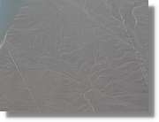 Nazca_106.jpg