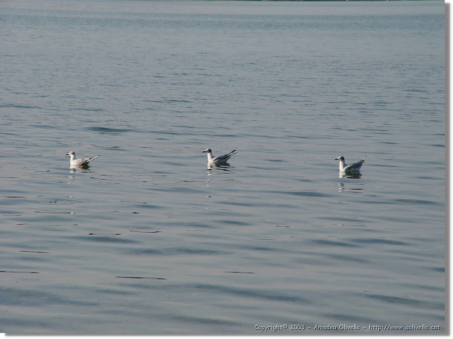 Chiemsee_003.jpg