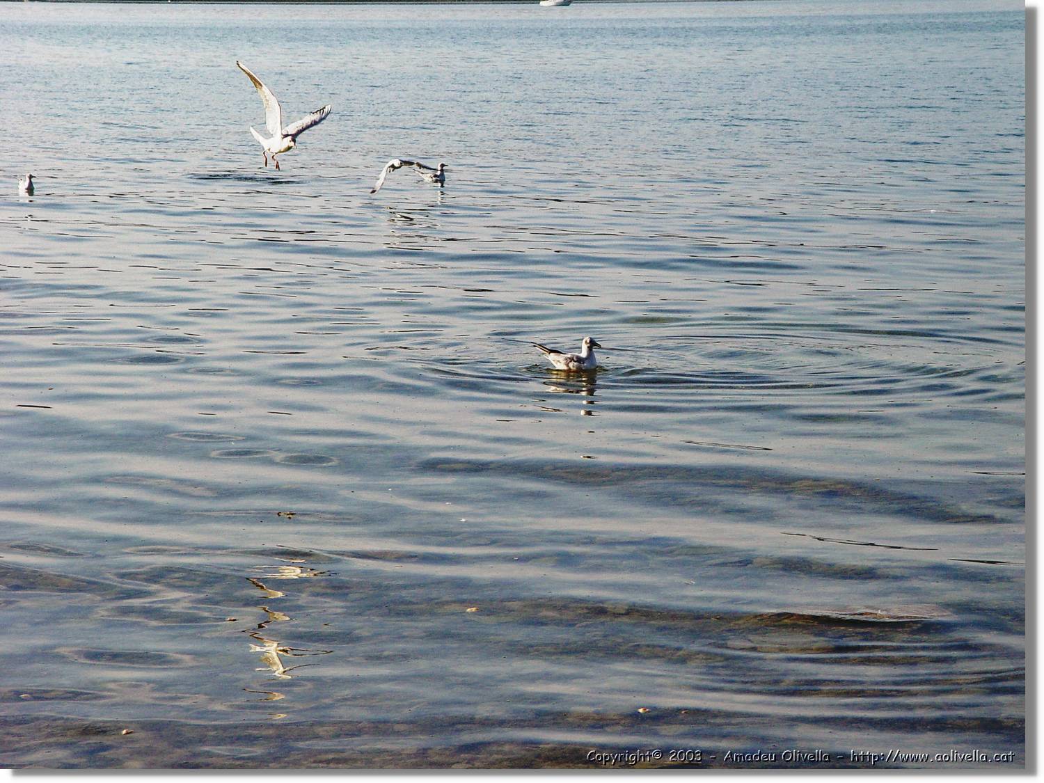 Chiemsee_006.jpg