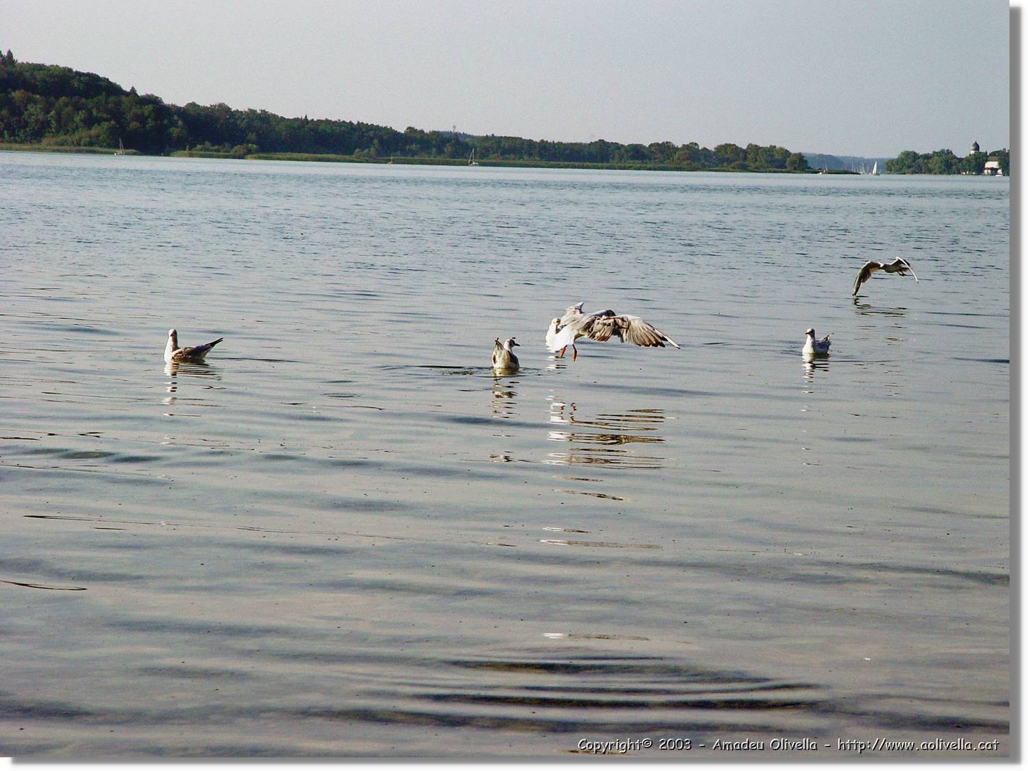 Chiemsee_007.jpg