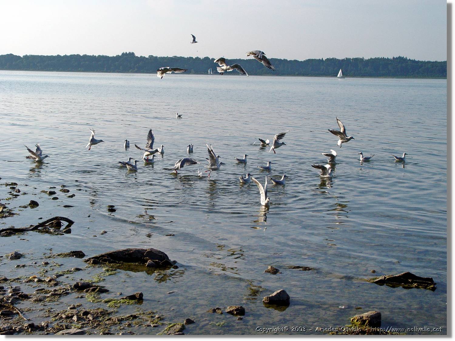 Chiemsee_009.jpg