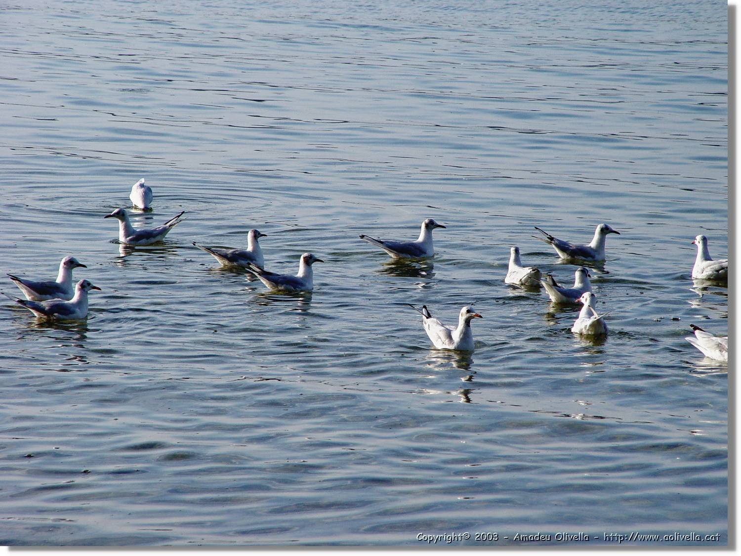 Chiemsee_010.jpg
