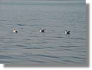 Chiemsee_003.jpg