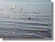 Chiemsee_006.jpg