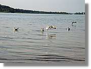Chiemsee_007.jpg