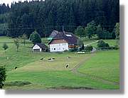 SWald_010.jpg