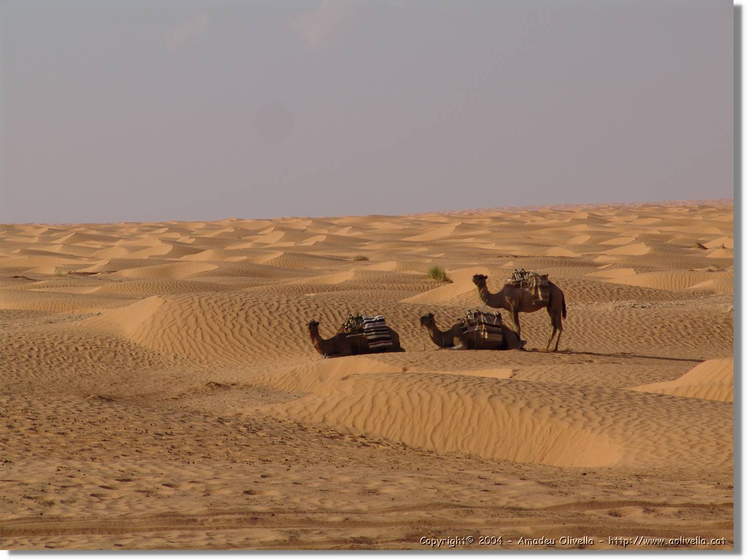 Tunisia_0237.jpg