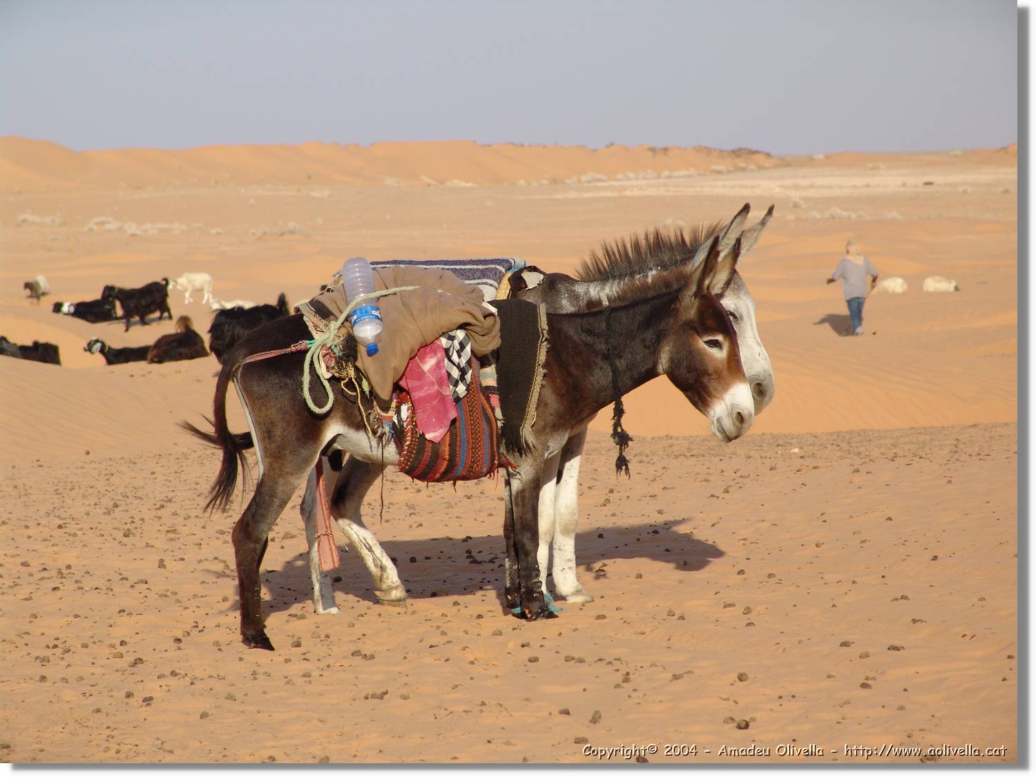 Tunisia_0265.jpg