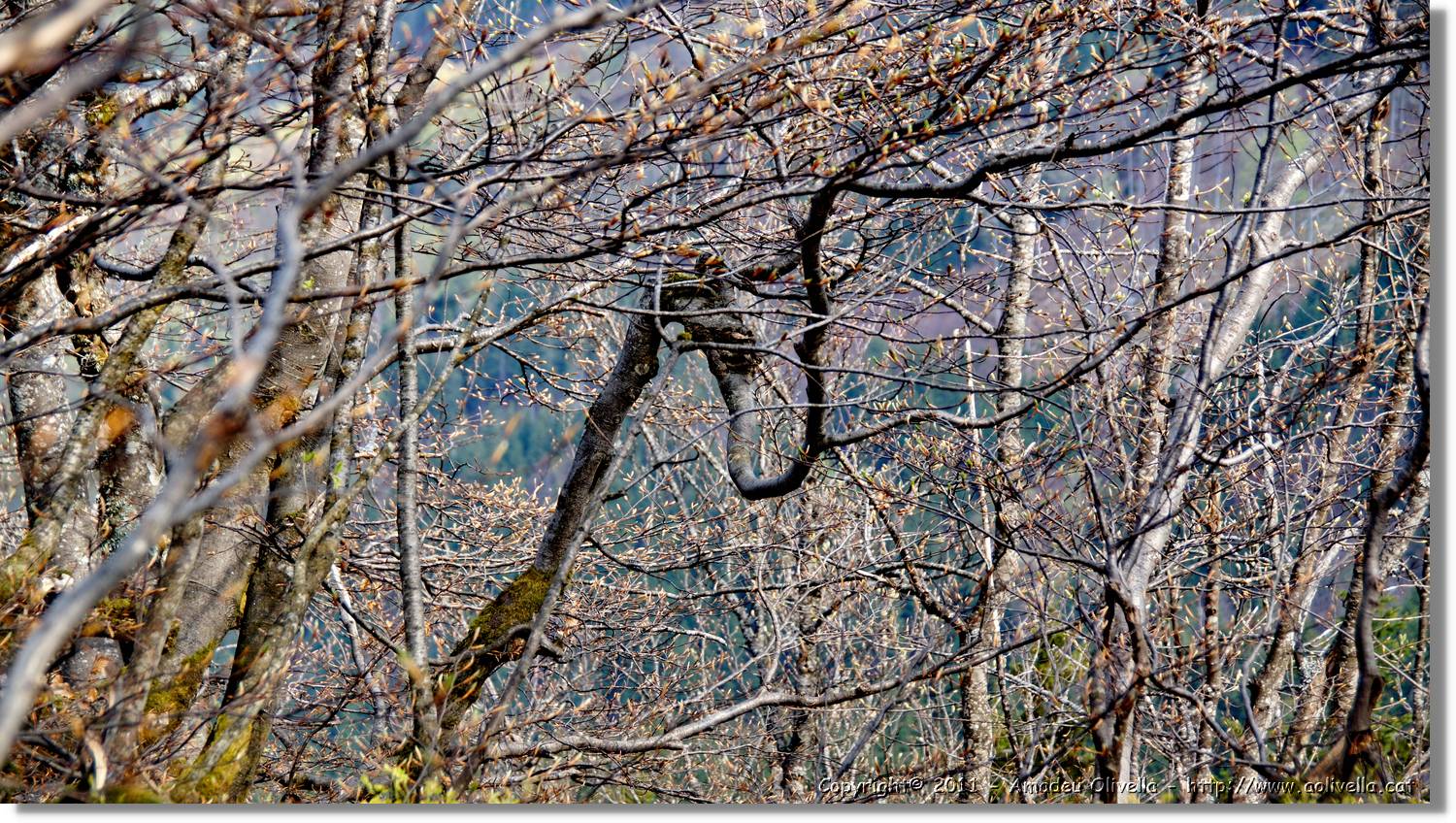 Schauinsland_33.jpg