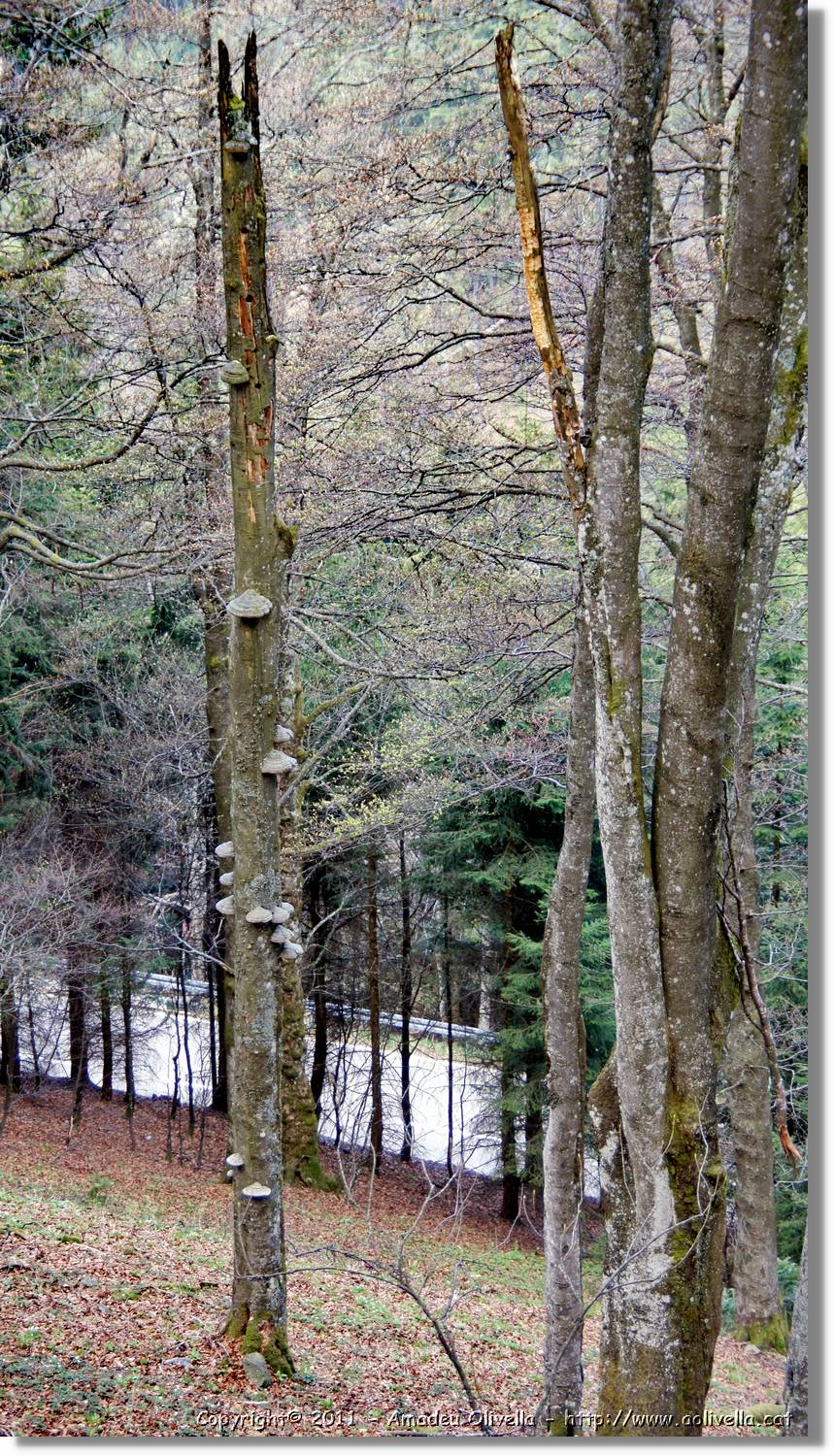 Schauinsland_39.jpg