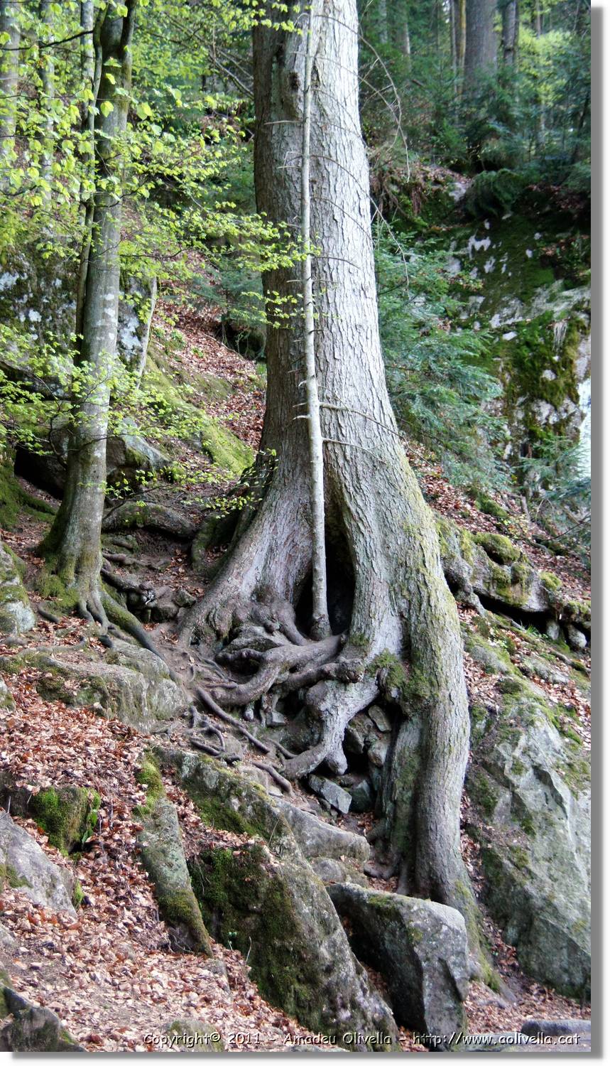 Triberg_43.jpg