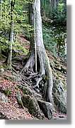 Triberg_43.jpg