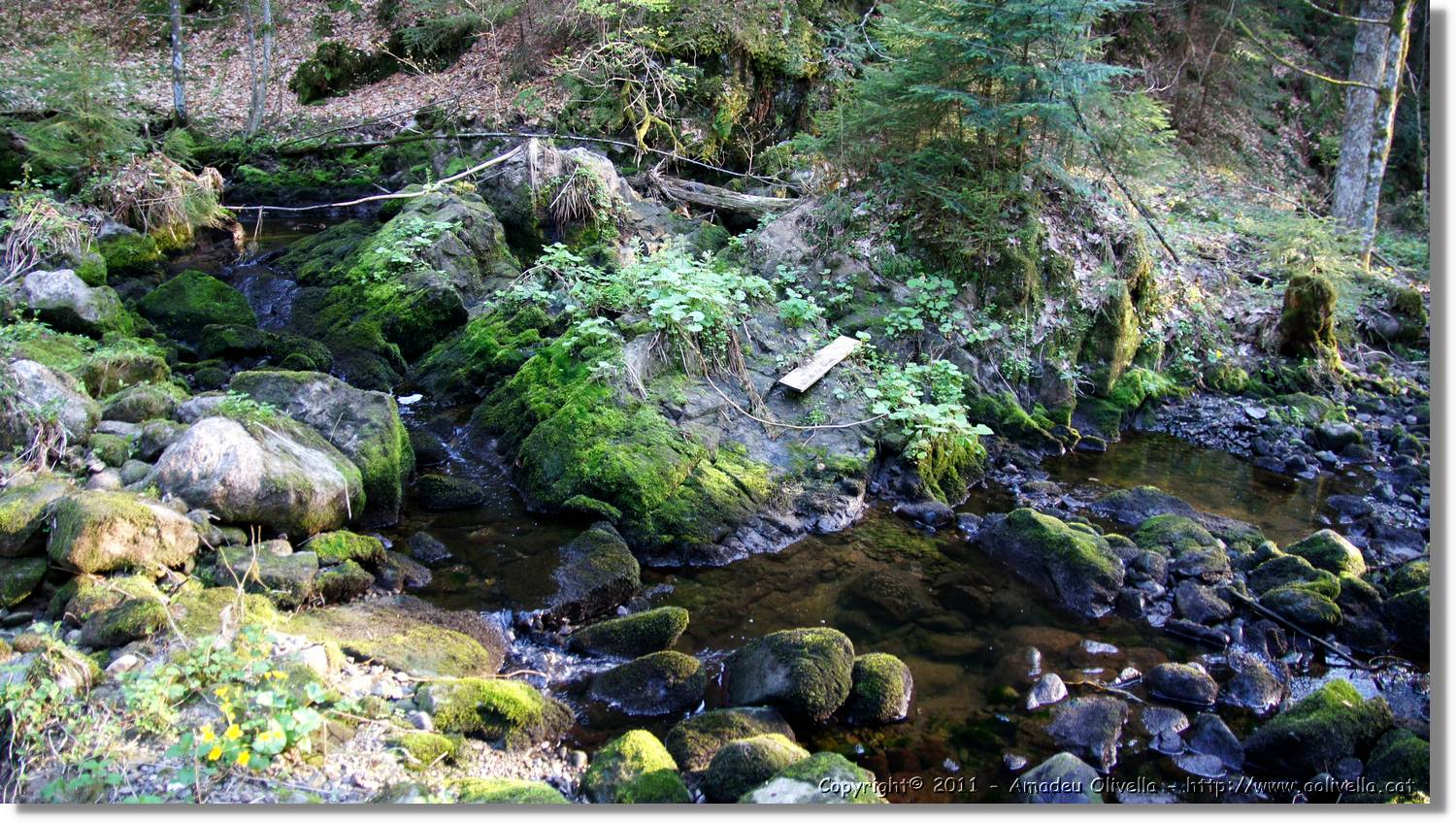 Schwarzwald_122.jpg