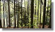 Schwarzwald_011.jpg