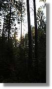 Schwarzwald_125.jpg