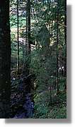 Schwarzwald_127.jpg