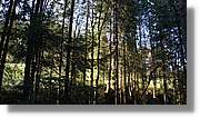 Schwarzwald_128.jpg