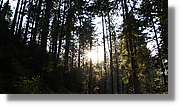 Schwarzwald_129.jpg