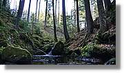 Schwarzwald_131.jpg