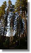 Schwarzwald_145.jpg