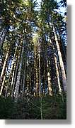 Schwarzwald_146.jpg