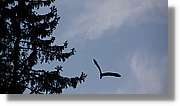 Schwarzwald_149.jpg