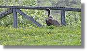 Asturies_017.jpg