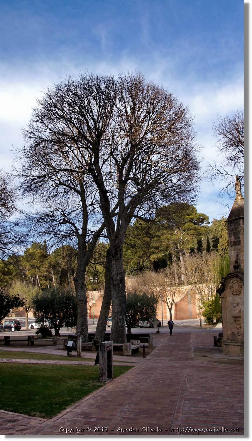 Avellanes_028.jpg