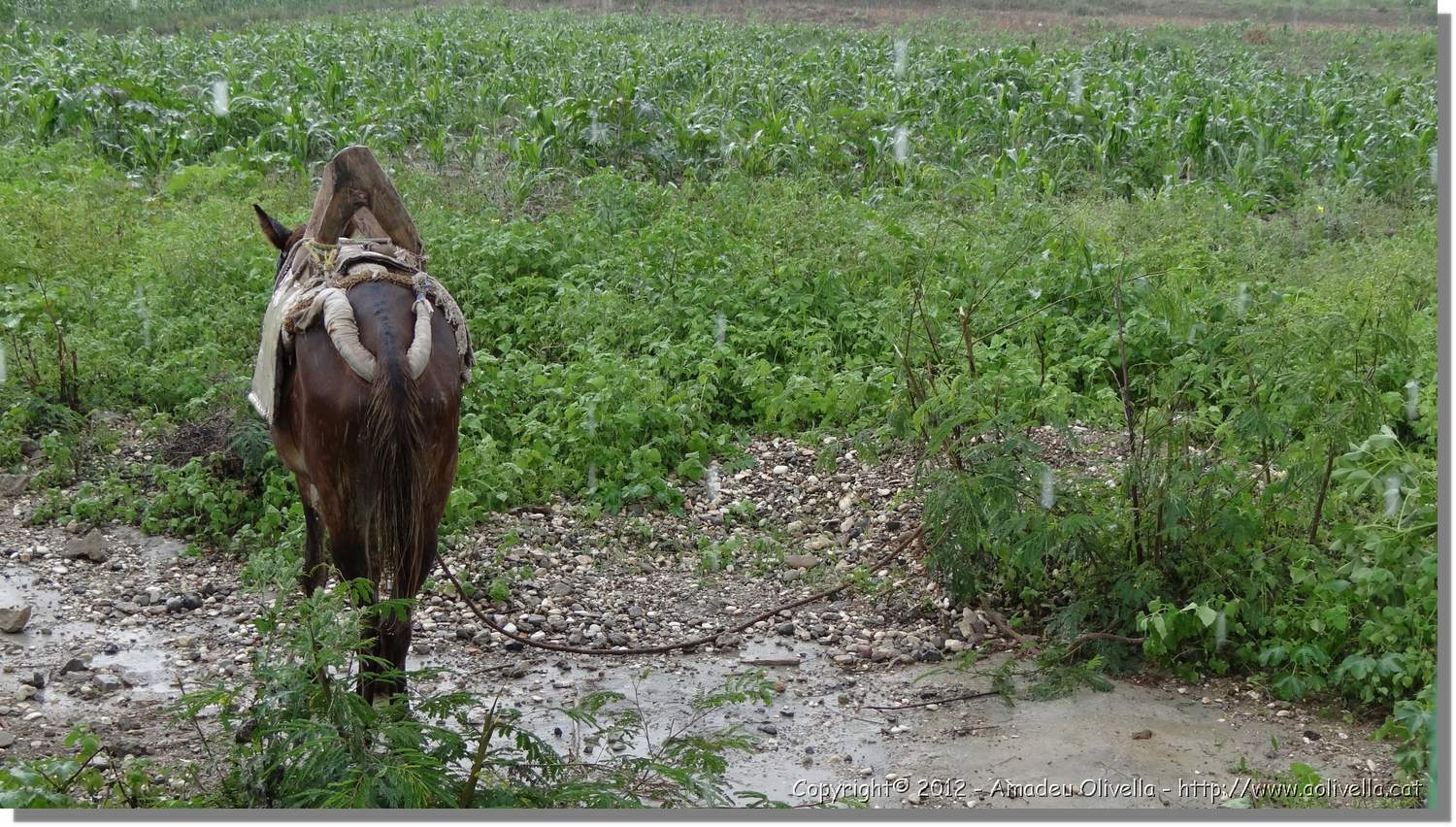 Haiti_JR_086.jpg