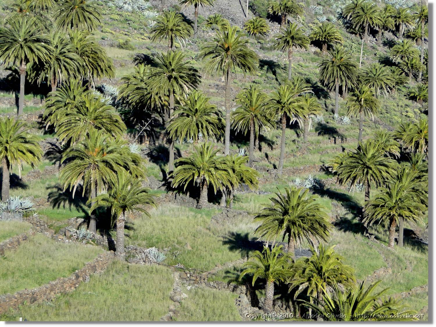 Gomera_014.jpg