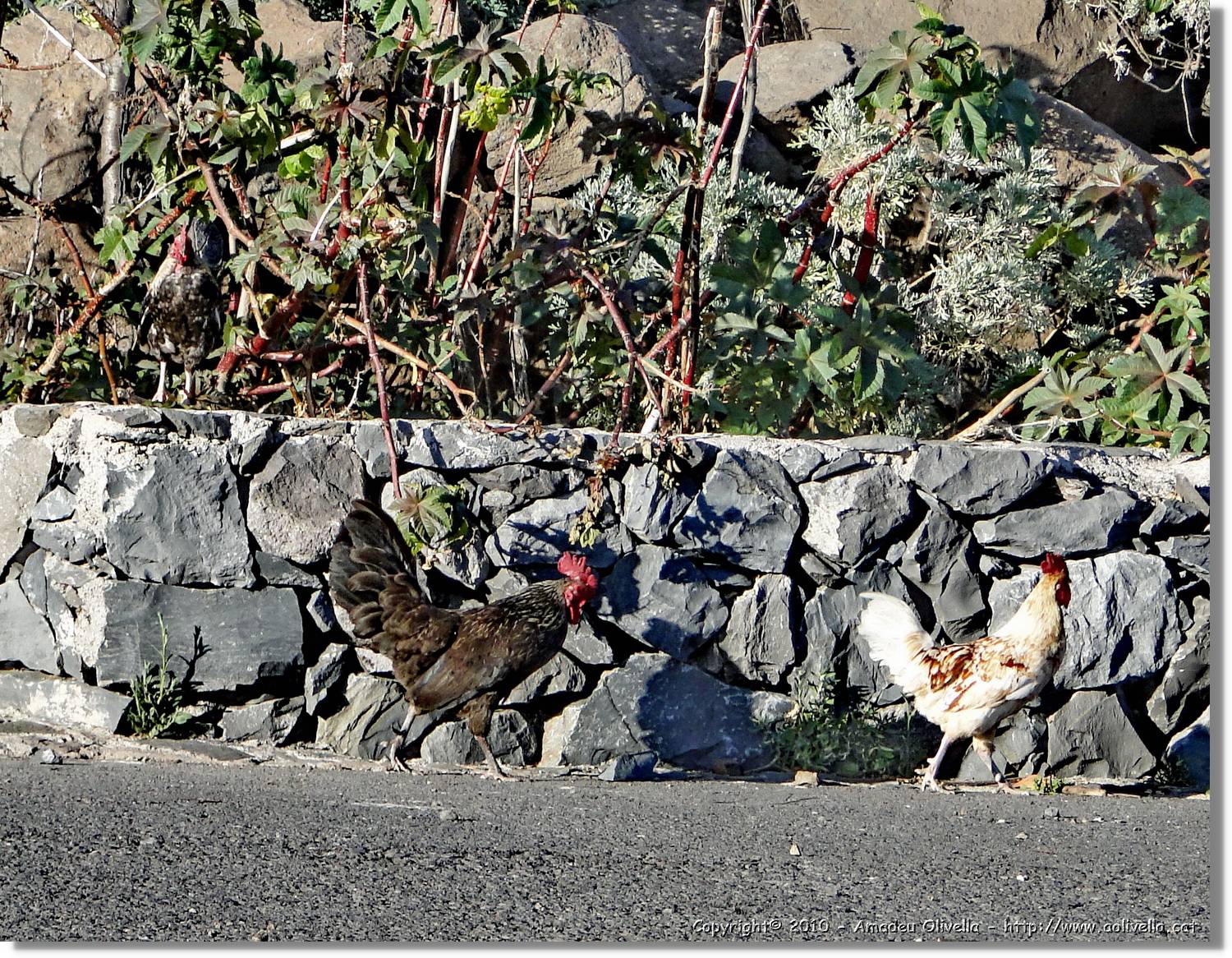 Gomera_018.jpg