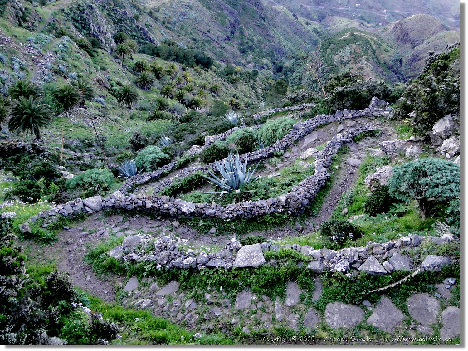 Gomera_022.jpg