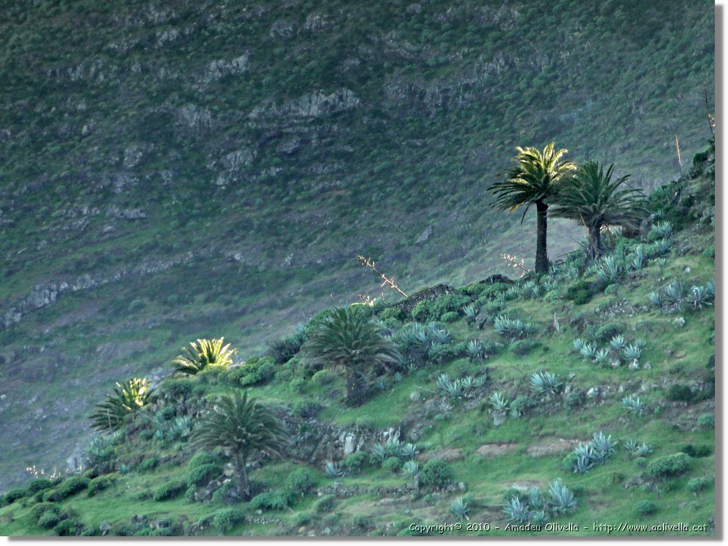 Gomera_029.jpg