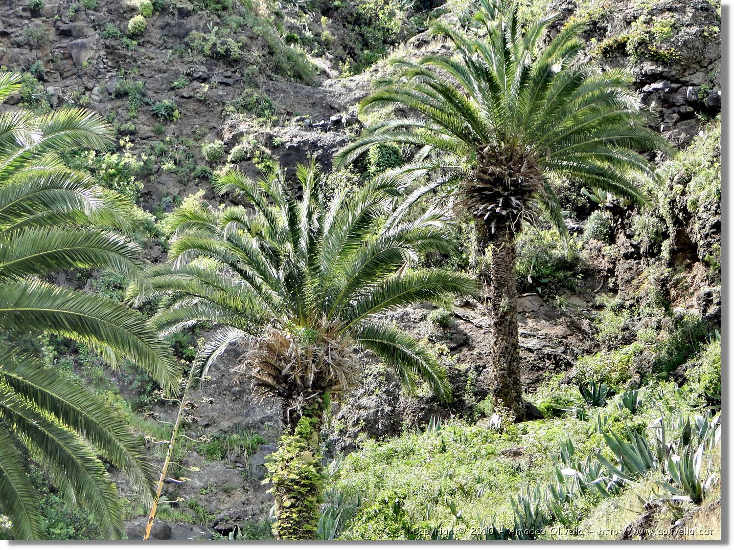 Gomera_123.jpg