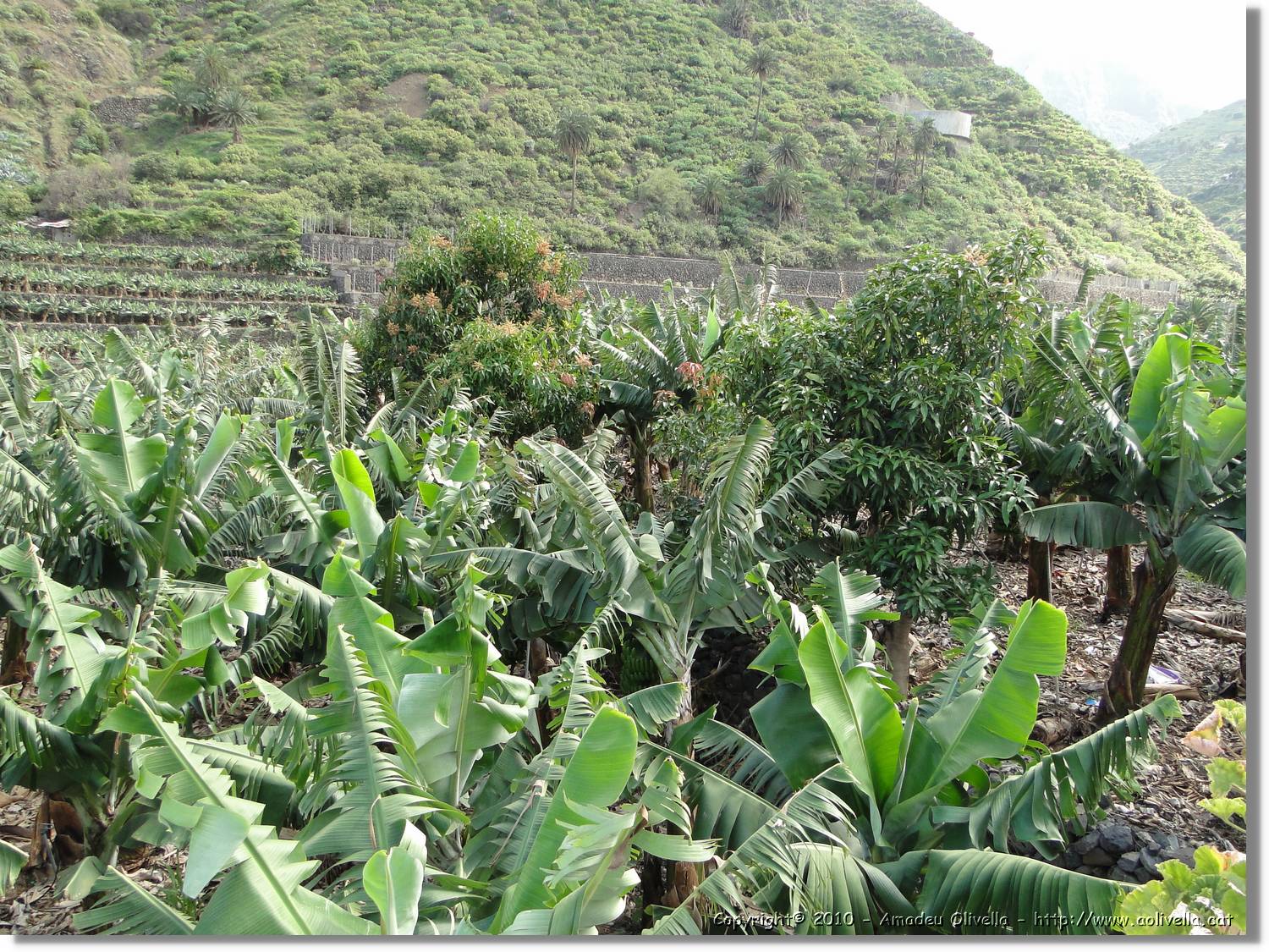 Gomera_146.jpg