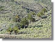 Gomera_016.jpg