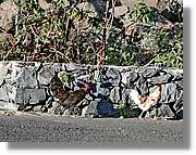Gomera_018.jpg