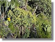 Gomera_034.jpg
