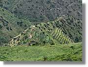 Gomera_180.jpg