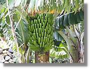 Gomera_207.jpg