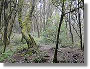 Gomera_264.jpg