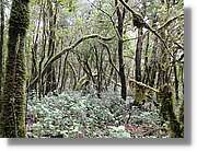 Gomera_268.jpg