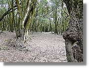 Gomera_271.jpg