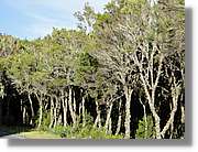 Gomera_290.jpg