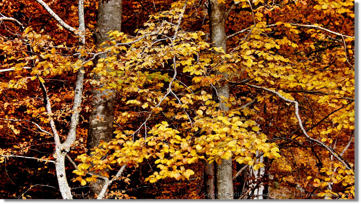 Montseny_102.jpg