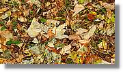 Montseny_094.jpg